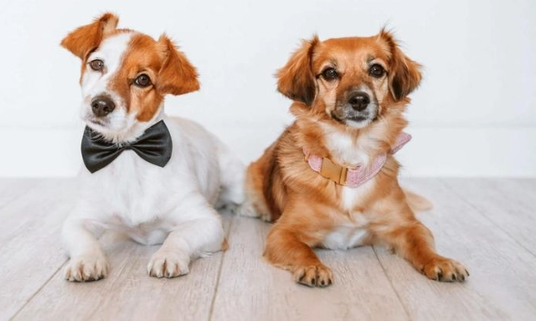 寵物口腔護理 寵物口腔護理