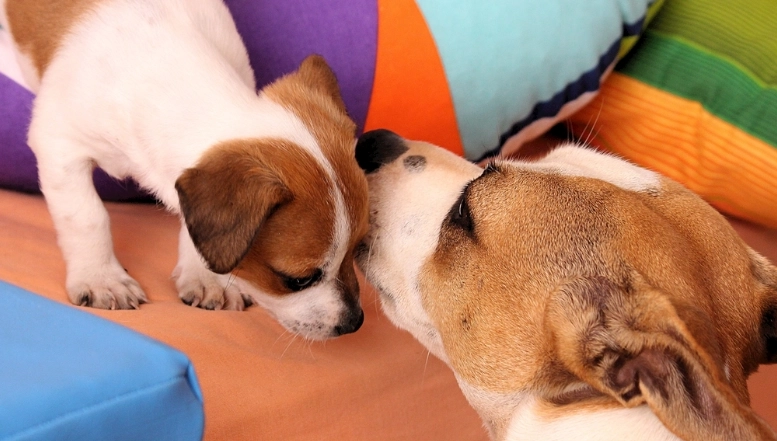 寵物牙刷筆使用技巧