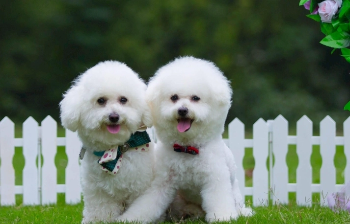 寵物口腔保健 寵物口腔保健