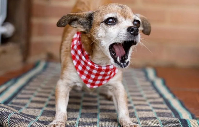 狗狗椎間盤手術復原