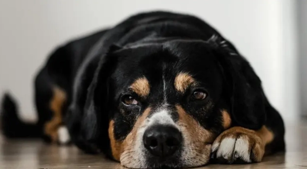 狗狗最佳生育年齡