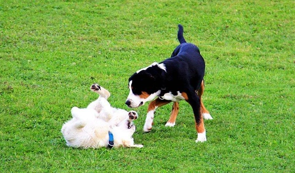 公狗發情行為 公狗發情行為