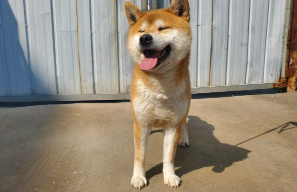 公柴犬發情期行為