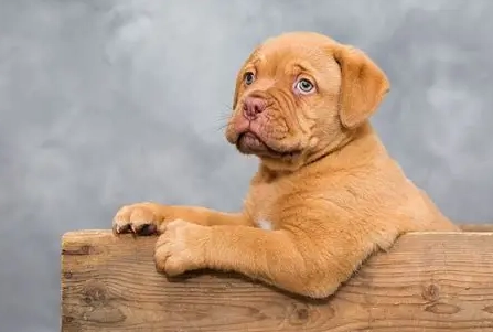 寵物牙科手術恢復