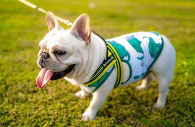 法鬥牙齒護理 法鬥牙齒護理