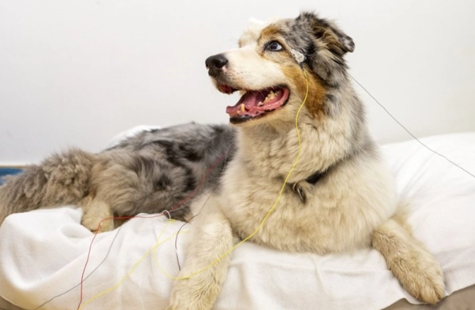 狗狗最佳生育年齡