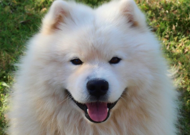 寵物拔牙安全 寵物拔牙安全