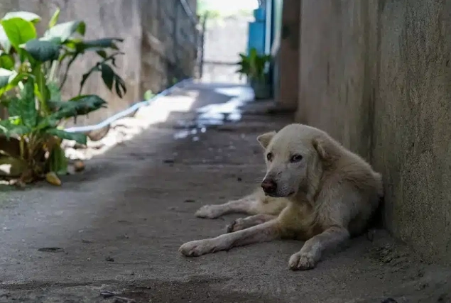 狗狗牙齒清潔方法