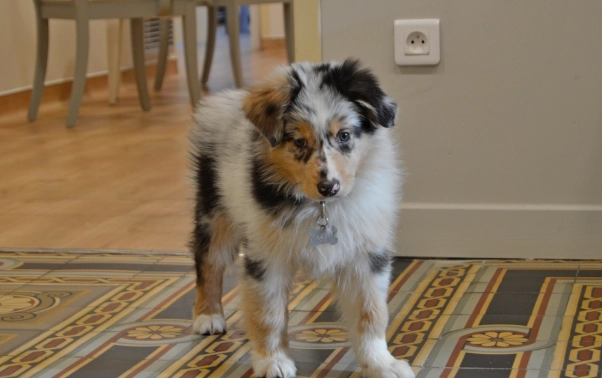 寵物牙齒健康 寵物牙齒健康