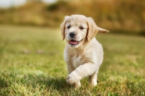 狗狗受孕時間 狗狗受孕時間