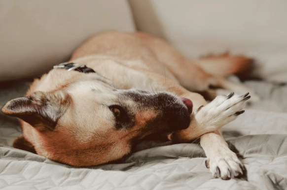 狗飲食禁忌 狗飲食禁忌