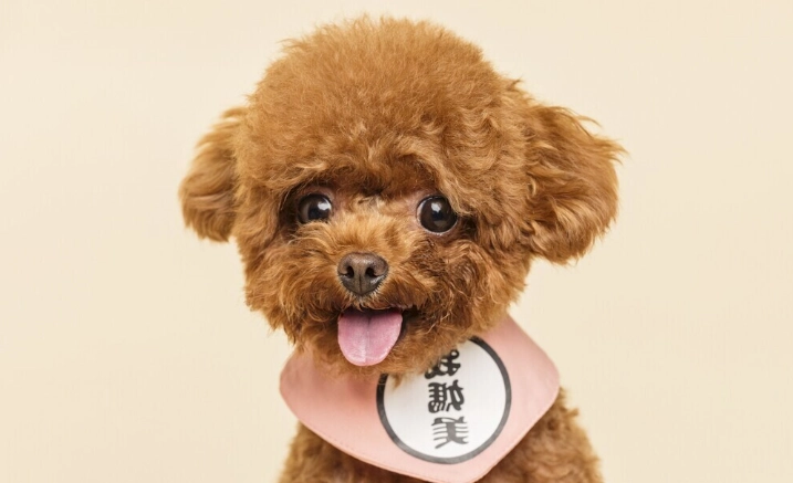 狗狗潔牙水怎麼用