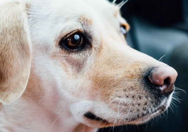 狗狗口腔護理 狗狗口腔護理