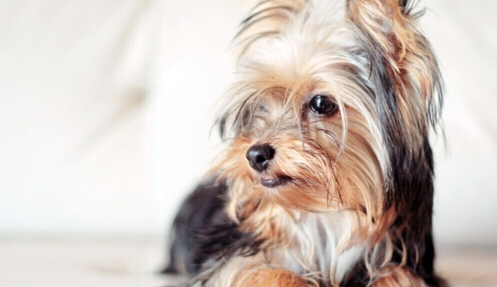 狗狗口腔保健食物