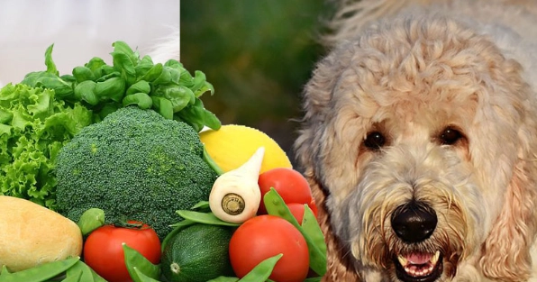 娃娃菜對狗的好處 娃娃菜對狗的好處