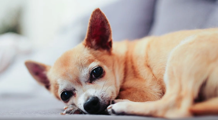 老狗拔牙必要性