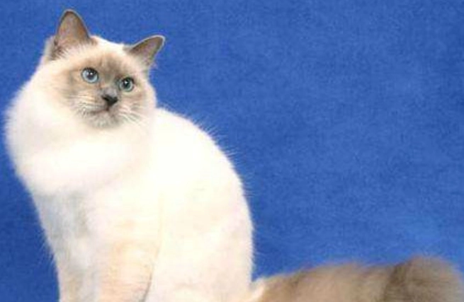 貓皮膚黑點原因