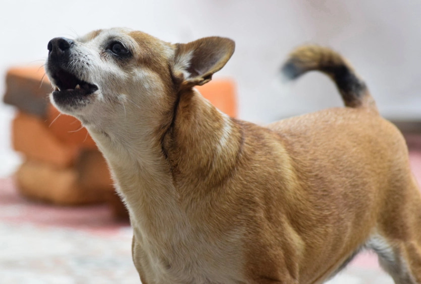 狗狗換牙症狀 狗狗換牙症狀