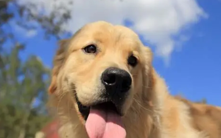 狗狗刷牙 狗狗刷牙