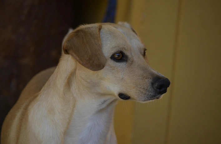 寵物牙刷筆推薦