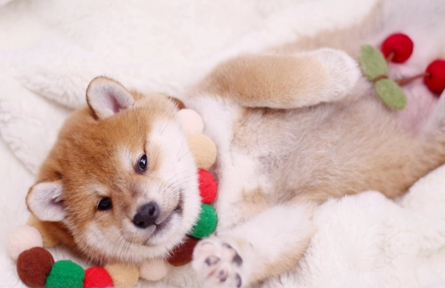 公狗發情期健康 公狗發情期健康