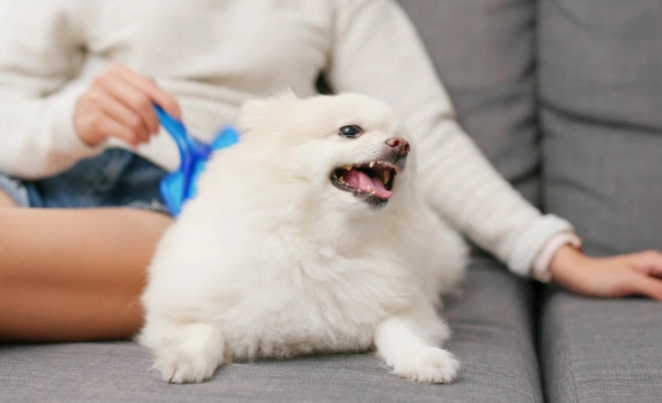 狗牙齦發炎症狀