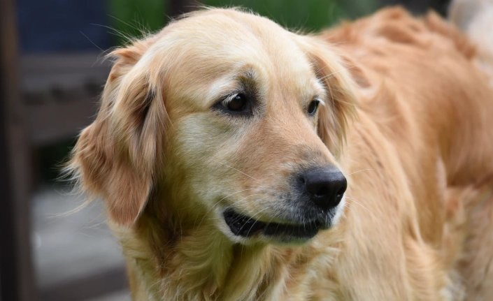 黃金獵犬發情症狀 黃金獵犬發情症狀