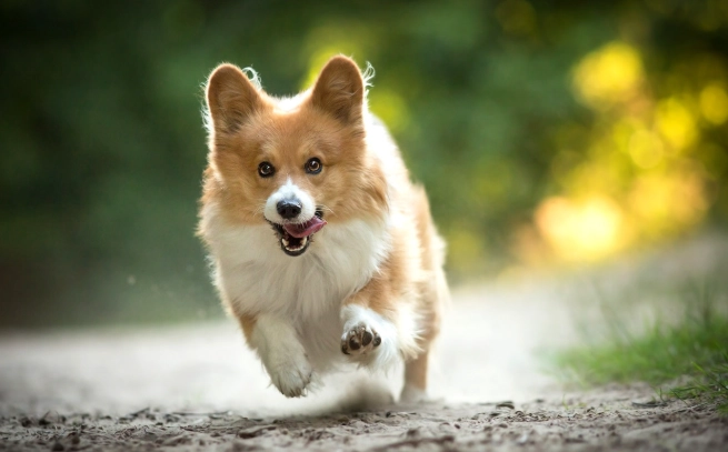 狗狗骨頭替代品