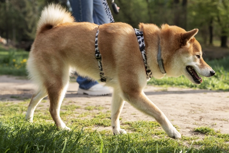 狗狗乳牙脱落怎麼辦 狗狗乳牙脱落怎麼辦