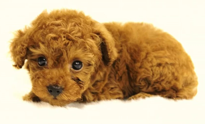 幼犬牙齒護理 幼犬牙齒護理