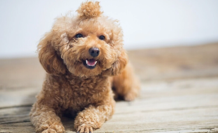 狗狗牙齒護理 狗狗牙齒護理