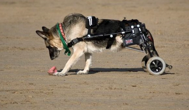 老年狗牙齦癌 老年狗牙齦癌