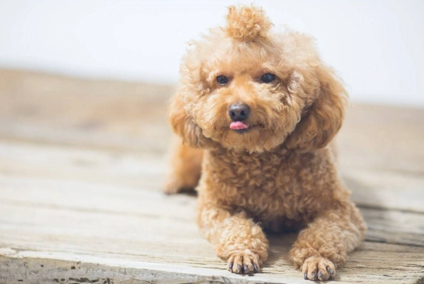 狗狗腎臟病症狀 狗狗腎臟病症狀