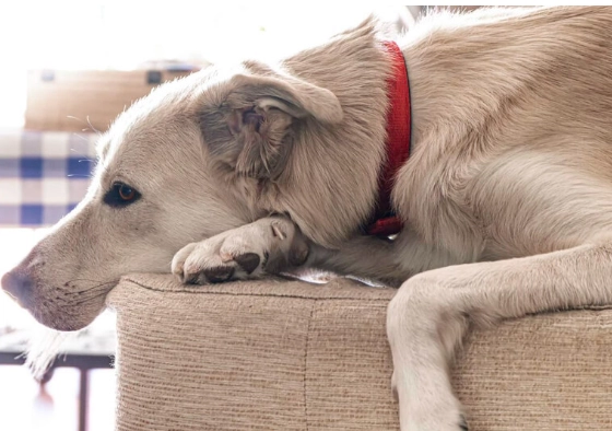 狗牙齦息肉症狀