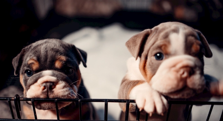 拔牙後狗狗照顧