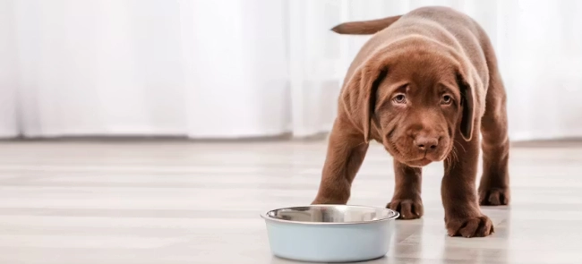 幼犬掉牙注意事項