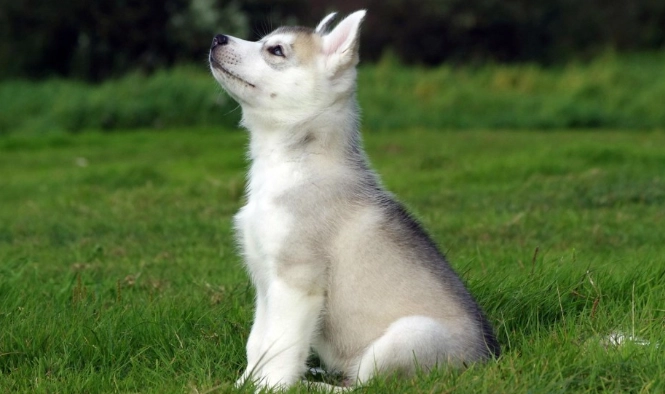 狗繞圈行為 狗繞圈行為