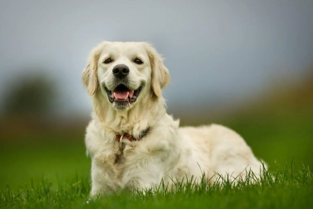 狗狗魚腥味原因