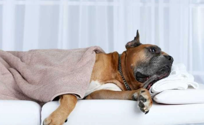 公狗發情氣味消除