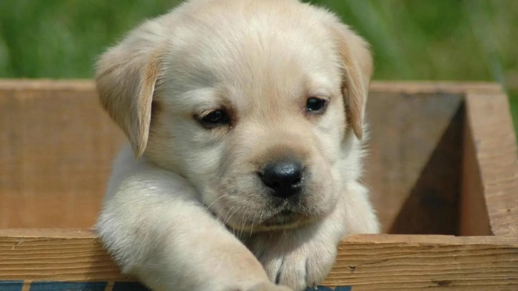 寵物口腔護理噴霧