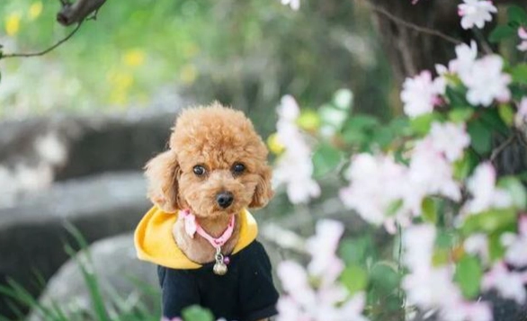 公狗發情食慾不振