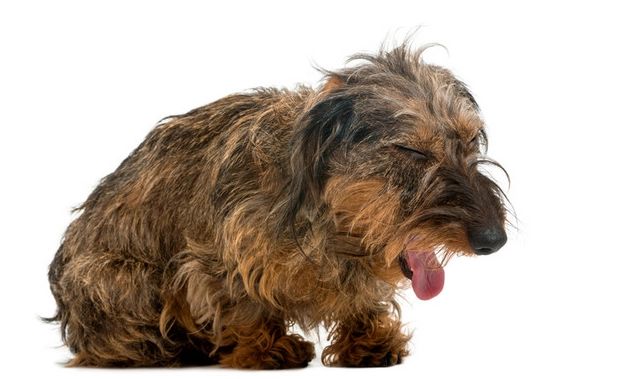 狗狗椎間盤手術復原