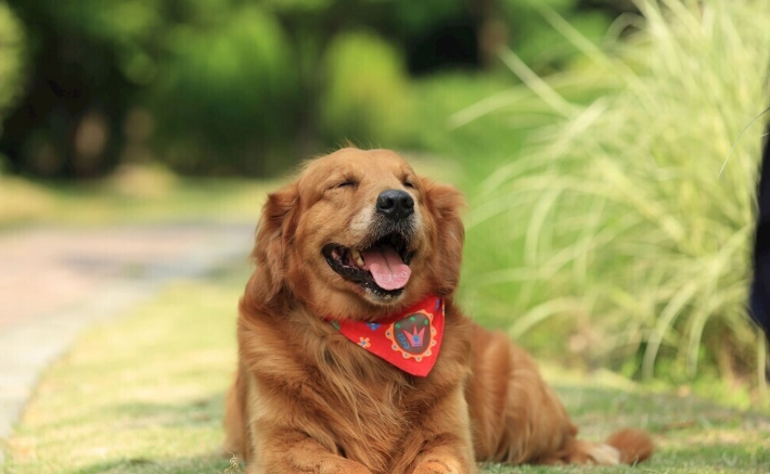 狗狗潔牙水怎麼用