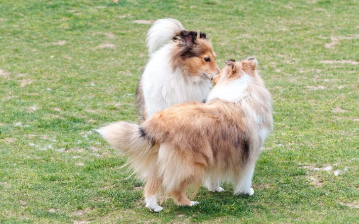 公狗發情期結紮