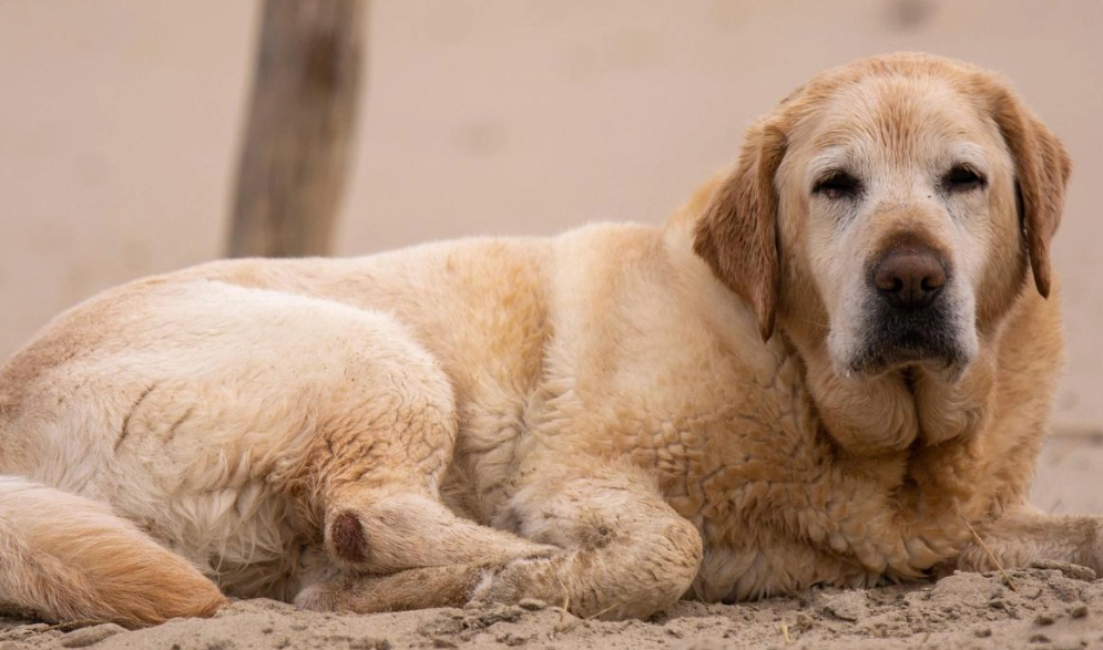 老狗原地轉圈原因 老狗原地轉圈原因