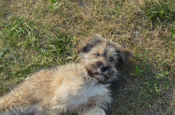 狗狗拔牙後護理