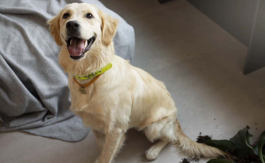 狗吃排骨肉安全 狗吃排骨肉安全