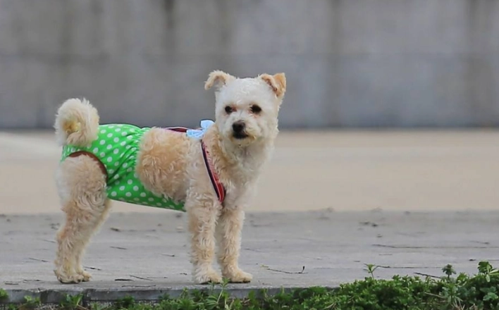 狗狗發情期護理