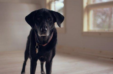 老年犬飲食護理 老年犬飲食護理