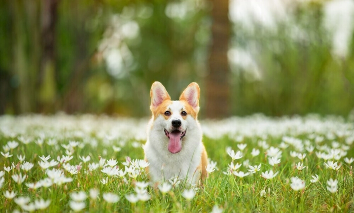 去除狗魚腥味方法